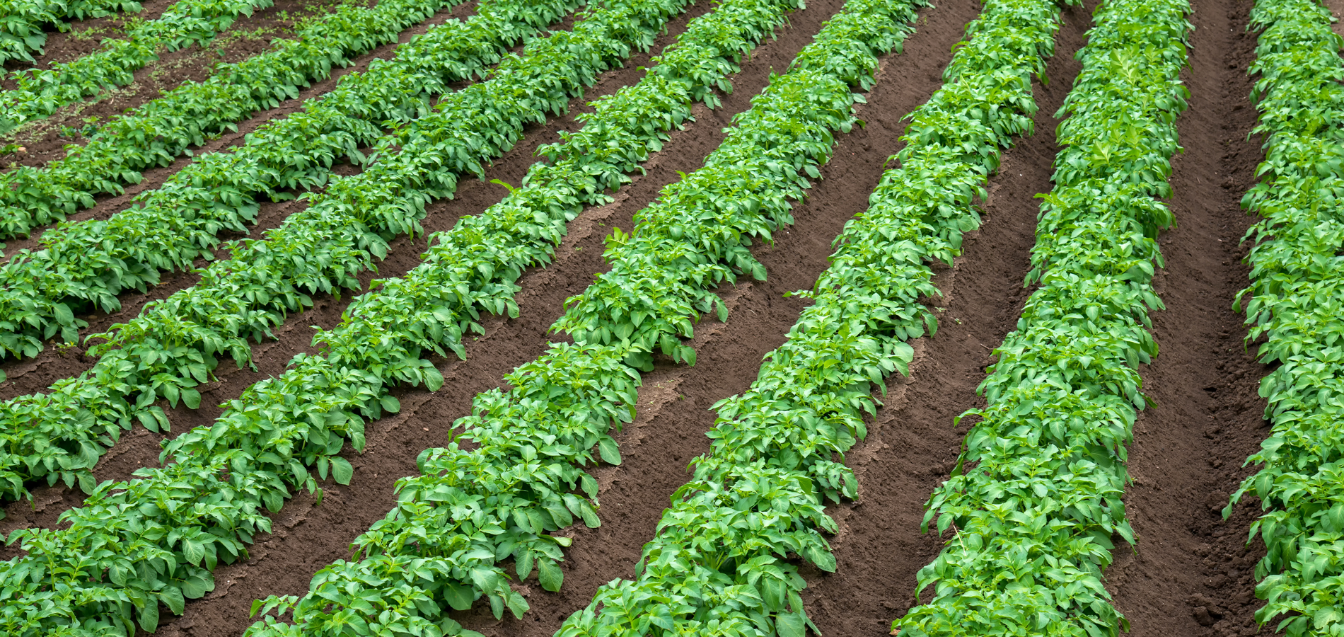 Rows of potato plants growing in the field